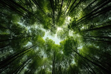 Looking Up Through the Canopy of a Lush Forest.