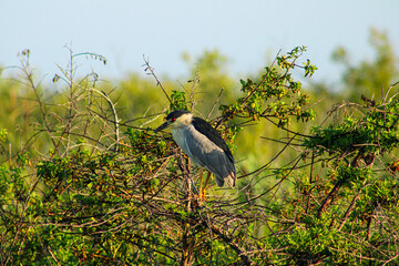 Black-crowned Night Heron perched in the branches with its striking red eye.