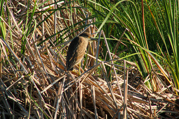 Immature Black-crowned Night Heron blending into the reeds.
