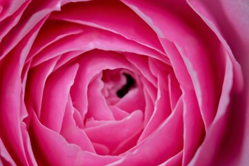 Pink rose fresh flower close up on background.