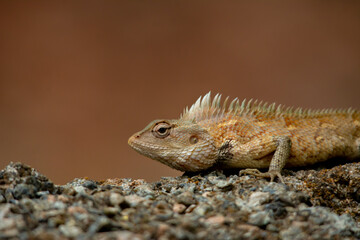 Chameleon
