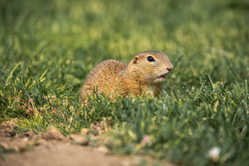 Nahaufnahme eines Ziesels (Spermophilus) auf gr&uuml;ner Wiese, Erdh&ouml;rnchen hat Maul ge&ouml;ffnet und die Z&auml;hne sicht sichtbar