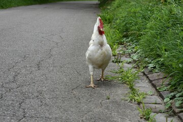 a white hen walks along an asphalt road