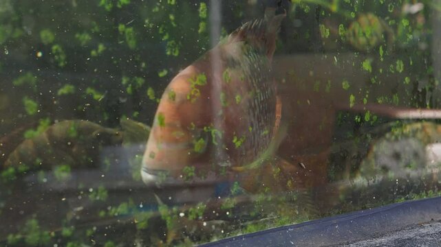 Keeping goldfish and cichlids in a glass tank.