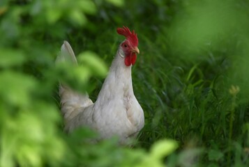 white chicken on a green background
