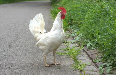 a white hen walks along an asphalt road
