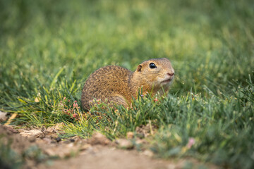 Obraz premium Nahaufnahme eines Ziesels (Spermophilus) auf grüner Wiese, Erdhörnchen hat Maul geschlossen und blickt nach rechts