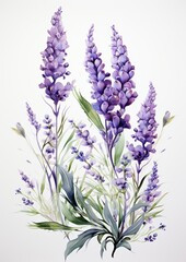 Naklejka premium Delicate watercolor painting of lavender flowers with green leaves on a white background.