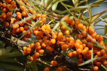 twig with ripe sea buckthorn