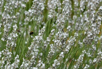 furry bumblebee collects pollen on white lavender flowers