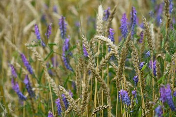 ears of wheat and blue wild flowers
