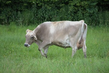 a cow with a large udder grazes on a green meadow in switzerland