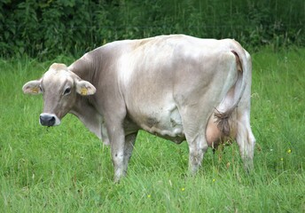 a cow with a large udder grazes on a green meadow in switzerland