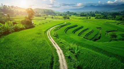 Aerial view of lush green rice fields with narrow paths winding through them on a sunny day.