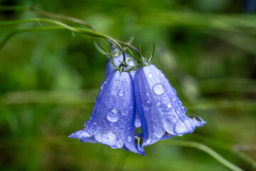 Nahaufnahme einer blauen Glockenblume (Campanula) in der Wildnis, mit Wassertropfen benetzt, grüner Hintergrund ist unscharf