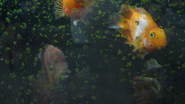 Keeping goldfish and cichlids in a glass tank.