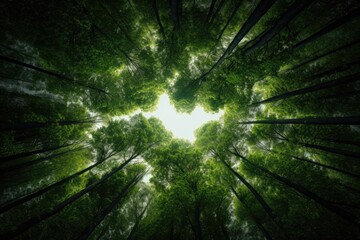 Looking Up Through Forest Canopy.
