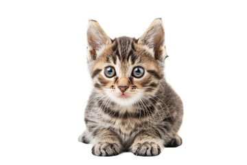 Obraz premium Tabby Kitten Sitting on Transparent Background in Studio Setting