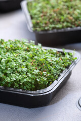 Mix of Microgreens in container