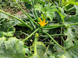 immense cultivation of courgettes in Molise