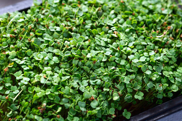 Mix of Microgreens in container
