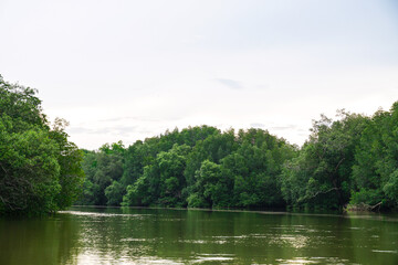 Mangrove trees in a peat swamp forest and a river with clear water. Lake Forest root jungle of Khao Khanap Nam, Krabi, Thailand, kayak at a tropical jungle mangrove forest.