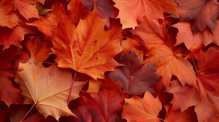 Fototapeta premium maple leaves close-up wallpaper texture pattern or background