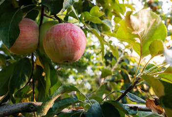 Red apple in a tree during autumn