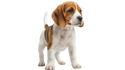 Stalking Beagle isolated on a pure white background