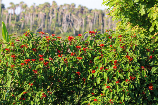 Firebush in bloom with Palm trees blurred in the back.