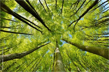 Looking Up at a Canopy of Green Trees.