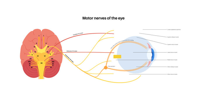 Motor nerves of the eye