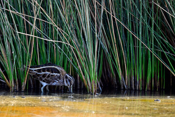 Zwergschnepfe // Jack snipe (Lymnocryptes minimus)