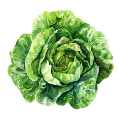 Obraz premium A watercolor painting of a fresh head of lettuce, showing detailed green leaves and textures, isolated on white background.