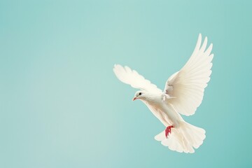 Obraz premium Flying white dove on a isolated blue background, peace and freedom symbol bird