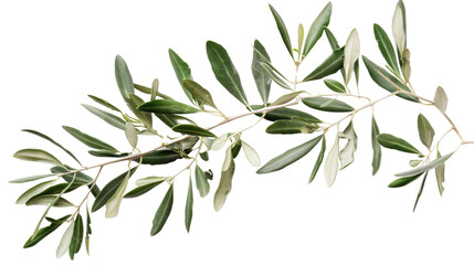 olive branch transparent background