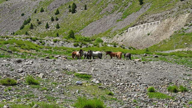 Group of horse and donkey grazing in keylong village