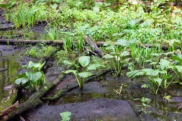 Skunk cabbage (Symplocarpus foetidus)
is one of the first native  plants to grow and bloom in early spring in the Wisconsin.