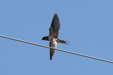 Barn Swallow parents feeding five fledgelings on hydro wire on beautiful summer afternoon