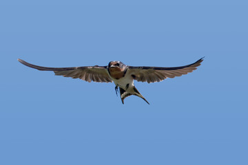 Barn Swallow parents feeding five fledgelings on hydro wire on beautiful summer afternoon