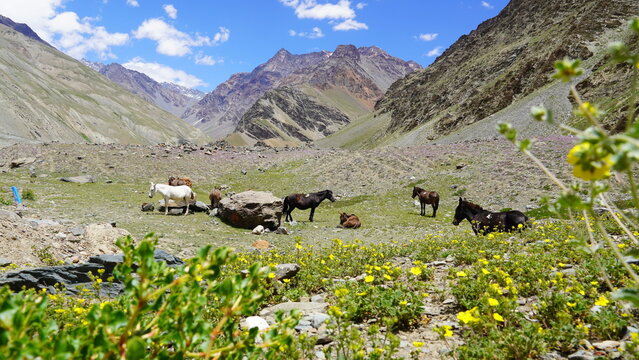Group of donkeys grazing on the mountains in baralacha la pass