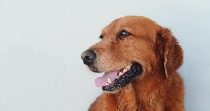 Portrait of an adorable golden retriever with his mouth open, posing against a white background. Extremely hot summer weather dog panting rapidly and sticking out tongue to cool down.