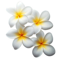 Fototapeta premium frangipani flower isolate on transparent background.