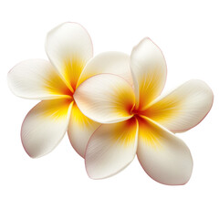 Naklejka premium frangipani flower isolate on transparent background.