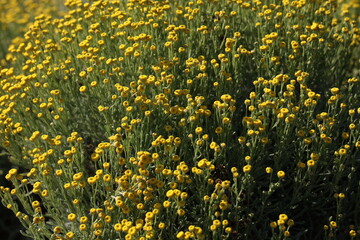 Many small yellow flowers on a green background