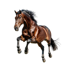 Obraz premium Brown and black horse jumping isolated on transparent background cutout PNG