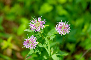 Wild Bergamot, Beebalm (Monarda fistulosa) Perennial wildflower native to most of North America, naturally grows in prairies, open meadows, open woods, and along roadsides