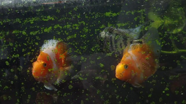 Keeping goldfish and cichlids in a glass tank.