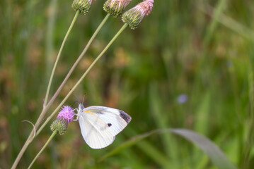 ピンクのキツネアザミの花にモンシロチョウ