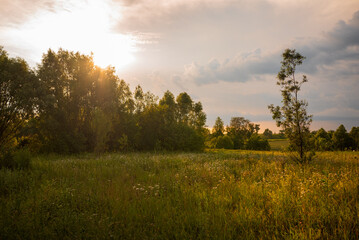 beautiful warm sunset on the background of forest and field